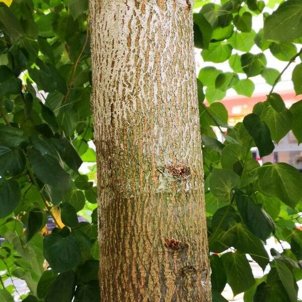 Tilia americana Bark