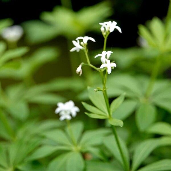 Galium odoratum Habit