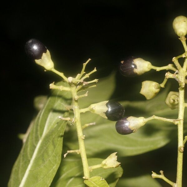 Cestrum reflexum Fruit