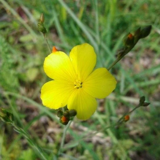 Linum maritimum Fiore