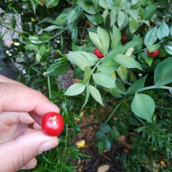 Ruscus aculeatus ᱡᱚ