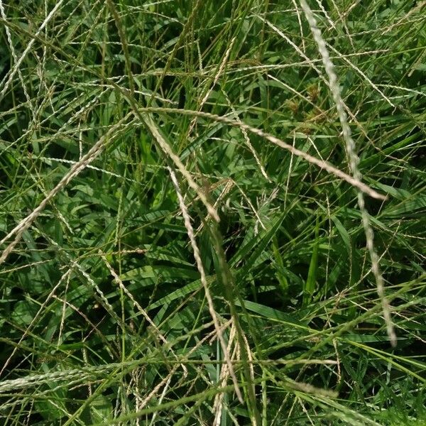 Digitaria ciliaris Fleur