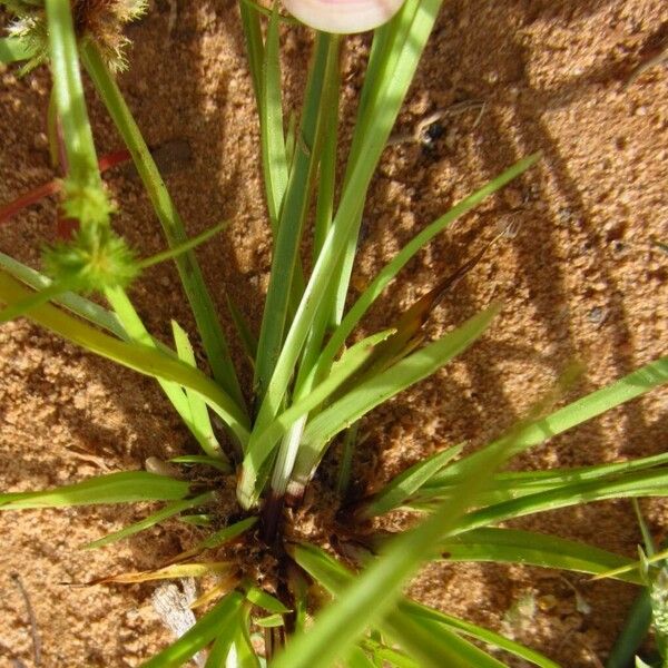 Cyperus squarrosus Φύλλο