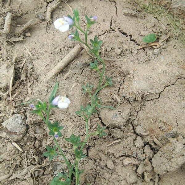 Mazus pumilus Blatt