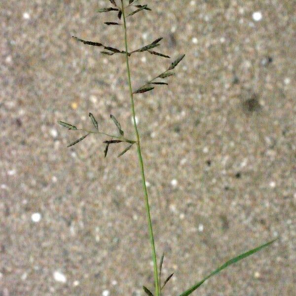 Eragrostis barrelieri Ostatní