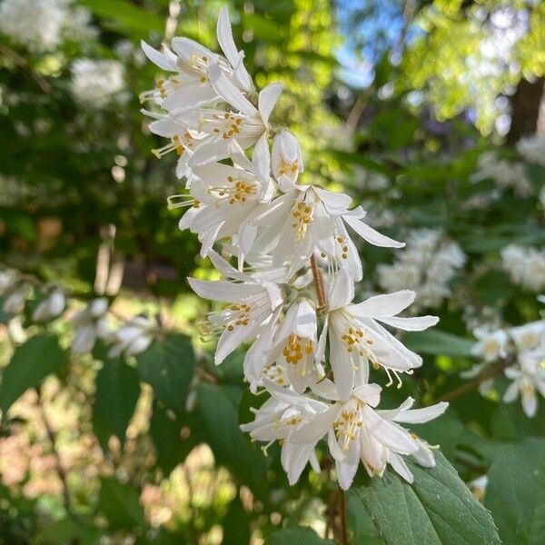 Deutzia crenata Õis