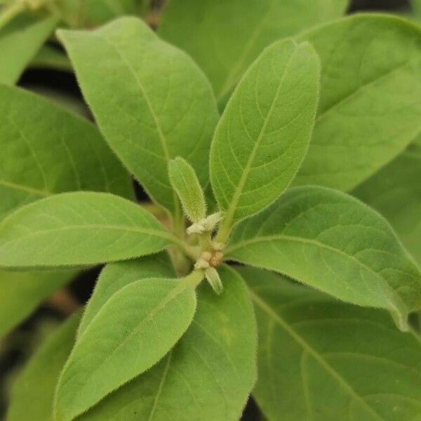 Eriolarynx australis Leaf