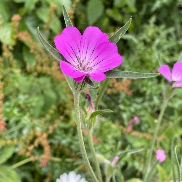 Agrostemma githago Blomst