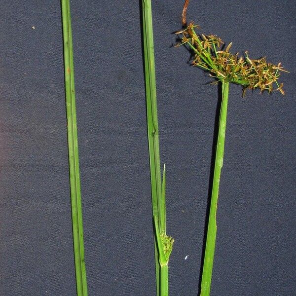 Cyperus haspan Sonstige