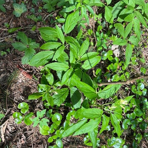 Cardamine enneaphyllos List