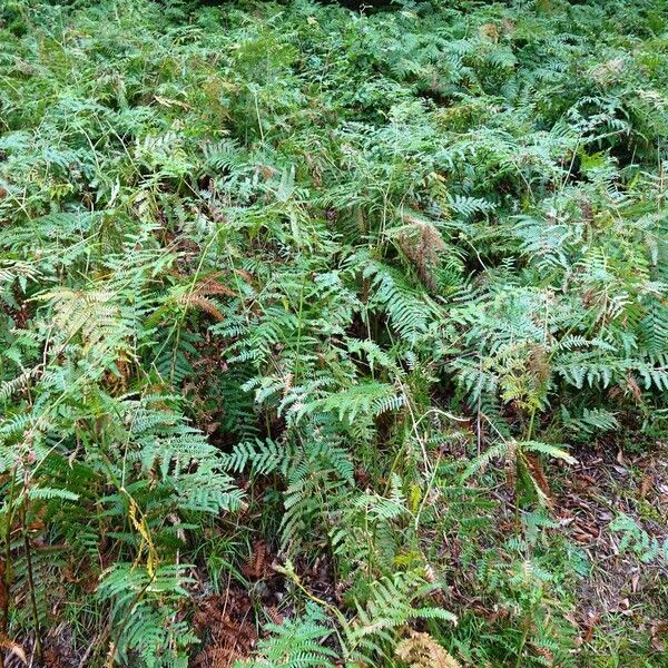 Pteridium aquilinum Habit