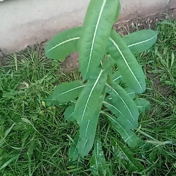 Lactuca virosa Levél