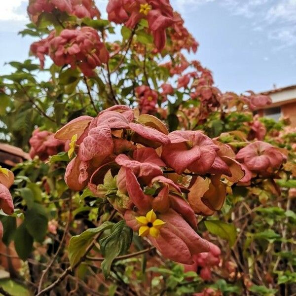 Mussaenda philippica फूल