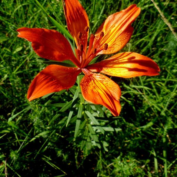 Lilium bulbiferum ফুল