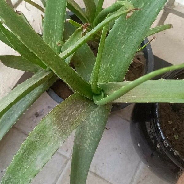 Aloe vera Frunză