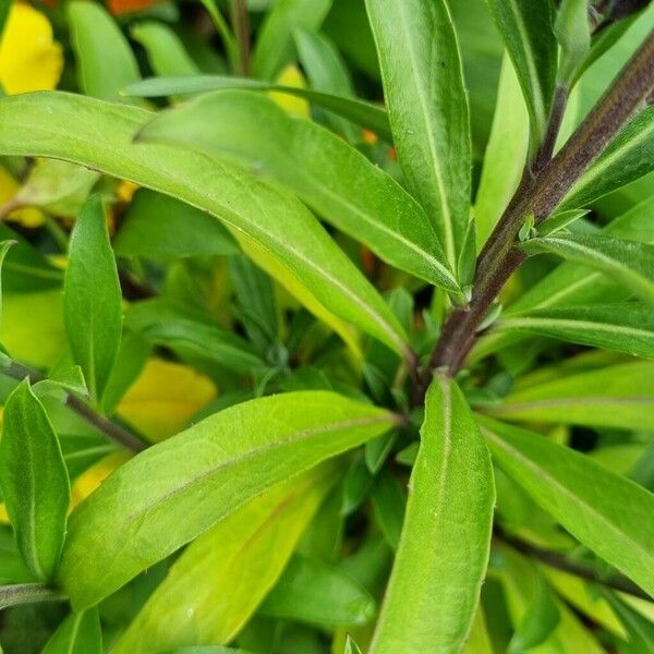 Erysimum × cheiri Leaf