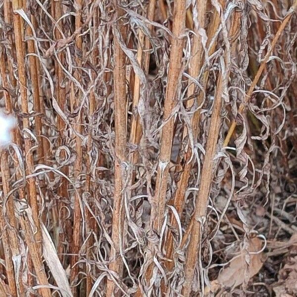 Symphyotrichum ericoides Bark