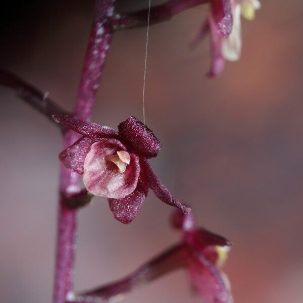 Malaxis weberbaueriana Flower