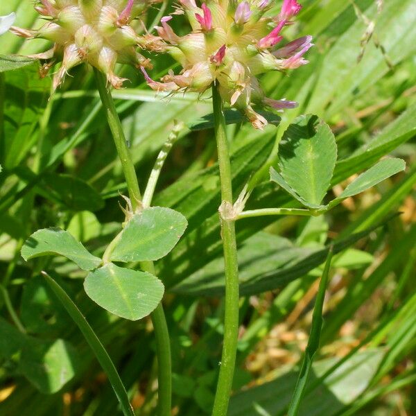Trifolium spumosum Celota