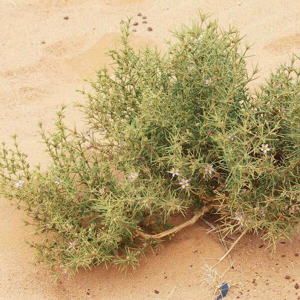 Fagonia arabica Habitatea