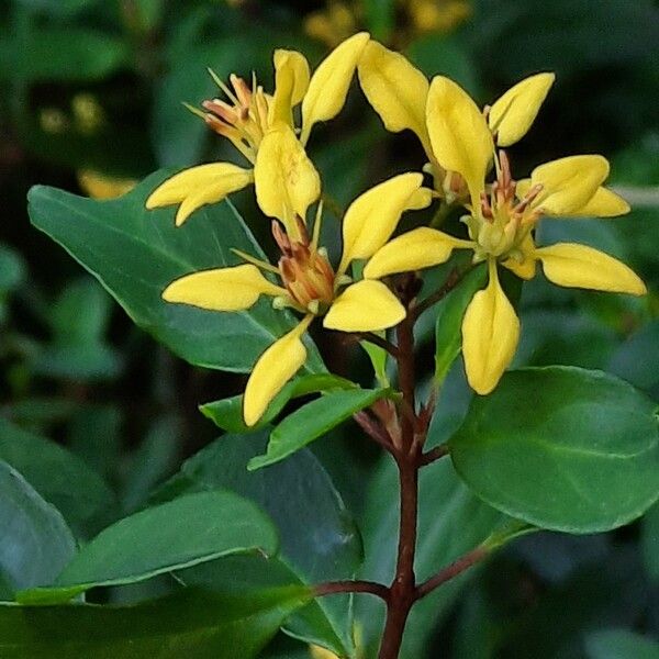 Galphimia glauca Flor