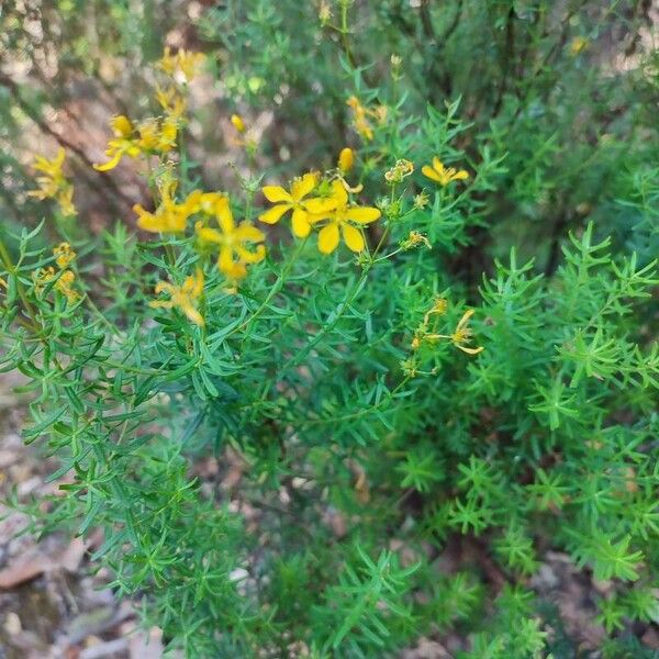 Hypericum empetrifolium Hoja