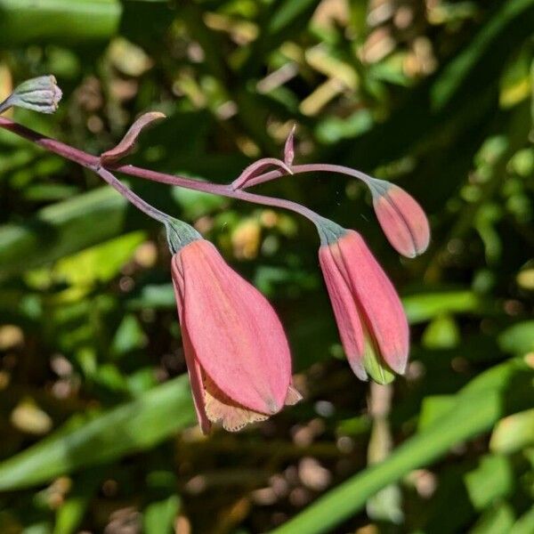 Bomarea edulis Flower