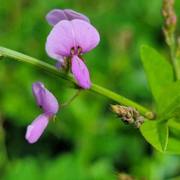 Desmodium paniculatum Květ