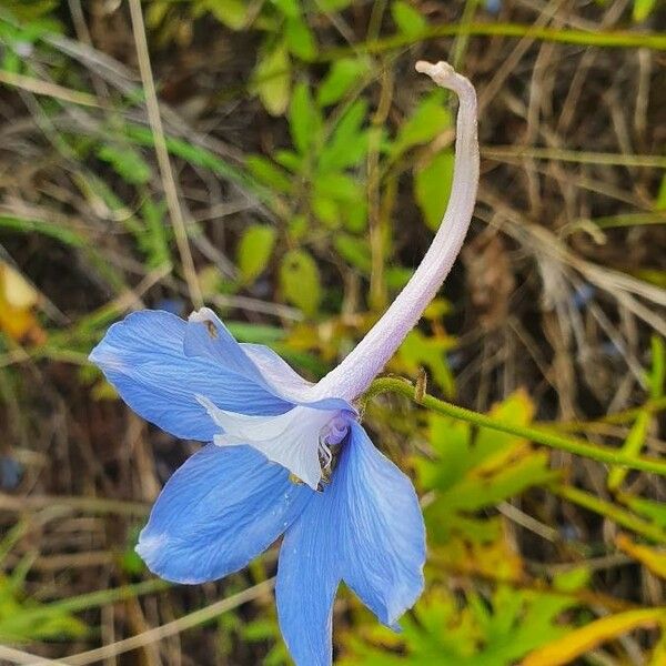 Delphinium leroyi Flor