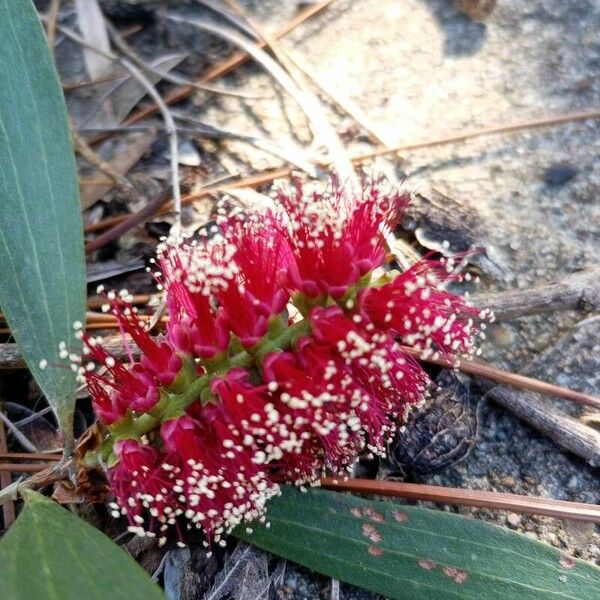 Melaleuca viridiflora Blomst