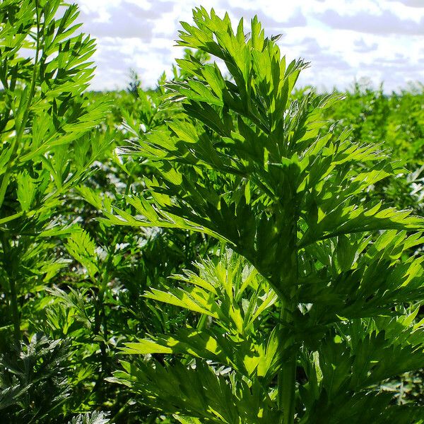 Artemisia annua List