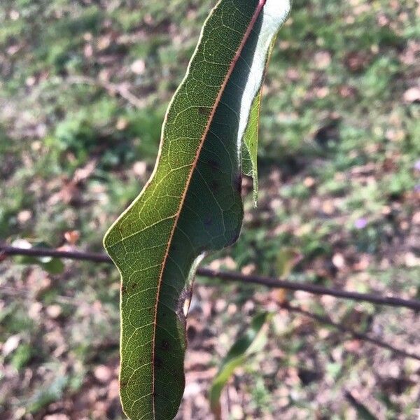 Quercus hemisphaerica Φύλλο