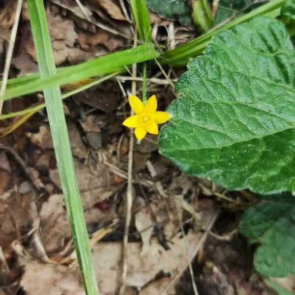 Hypoxis decumbens Fleur