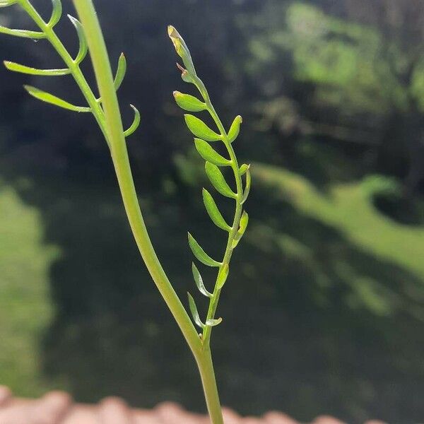 Cardamine pratensis पत्ता