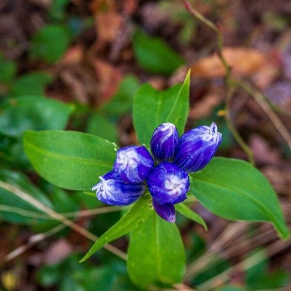 Gentiana andrewsii ফুল