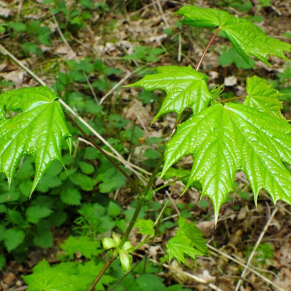 Acer platanoides Lehti