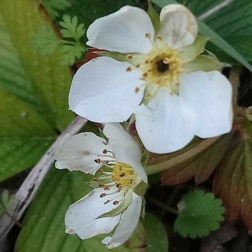 Potentilla sterilis Blomst