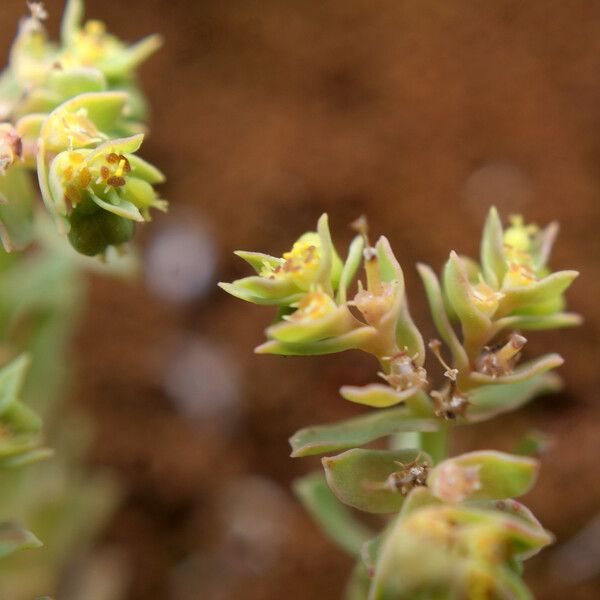 Euphorbia sulcata Цветок