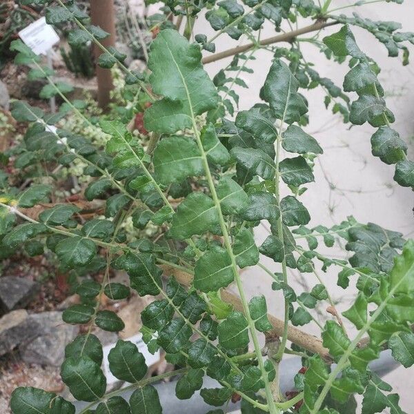 Boswellia sacra Leaf