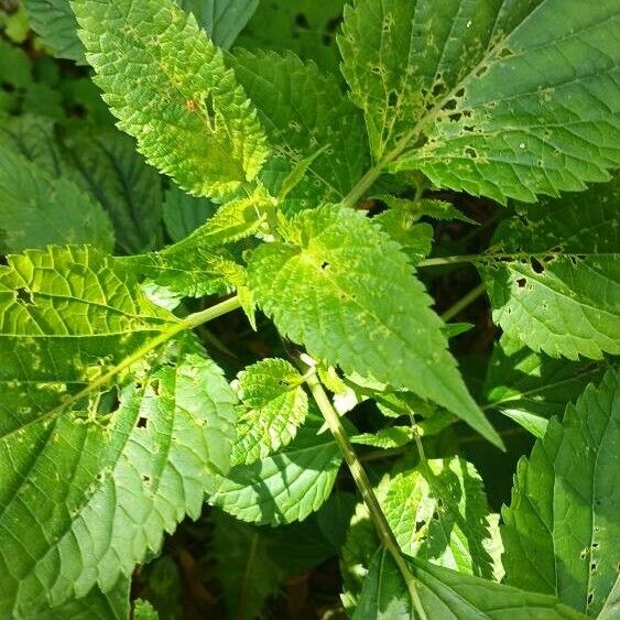 Ageratina adenophora Liść