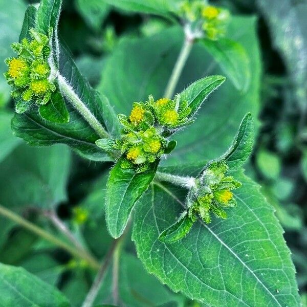 Sigesbeckia orientalis Bloem