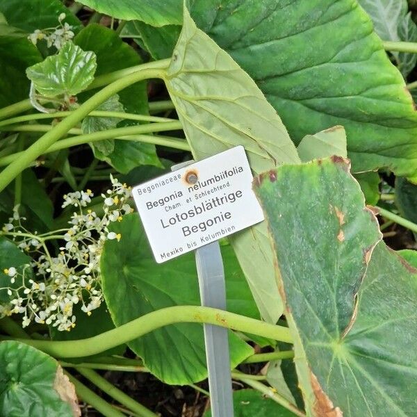 Begonia nelumbiifolia Outro