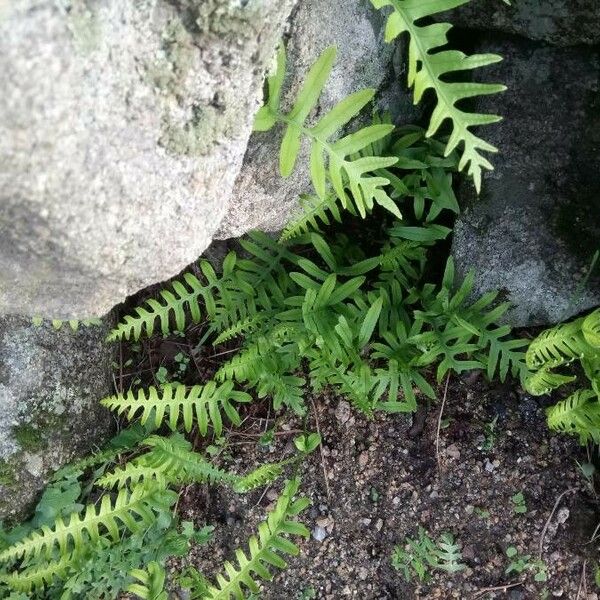 Polypodium vulgare Leaf