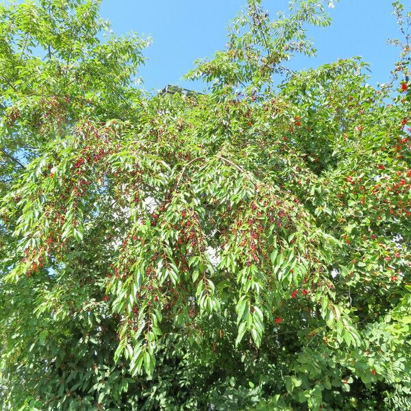 Prunus serotina Frukto