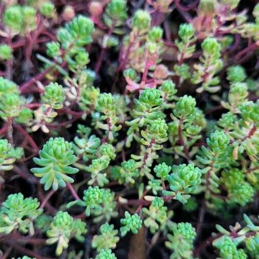 Sedum sexangulare Листок