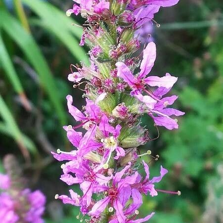 Lythrum salicaria Fiore