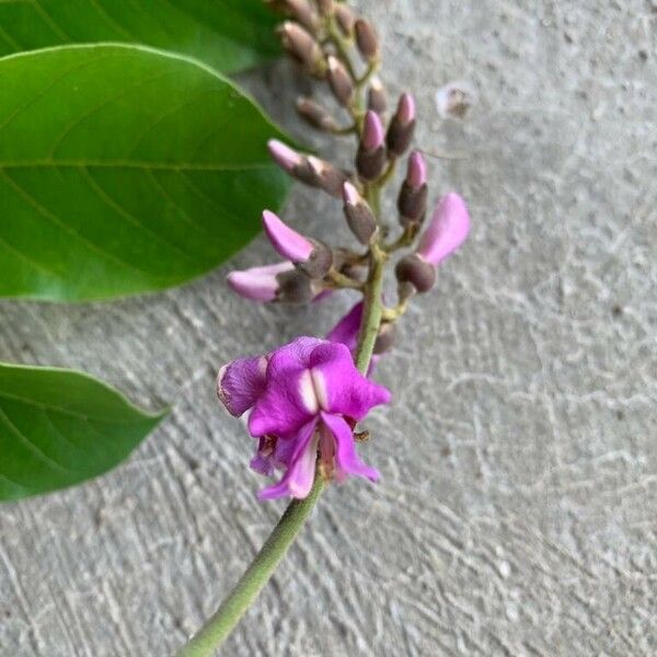 Lonchocarpus sericeus Květ
