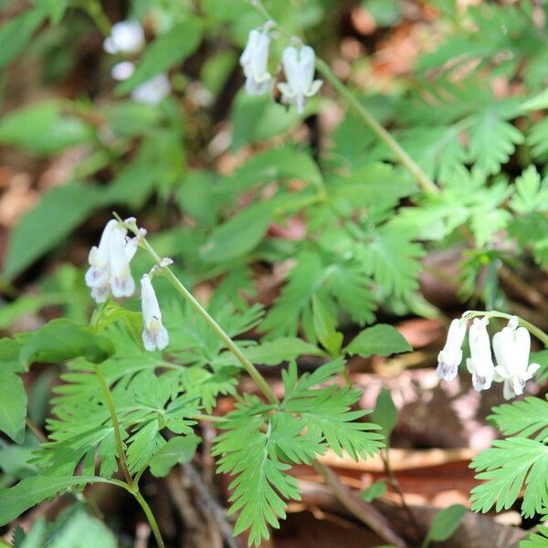 Dicentra canadensis Tervik taim