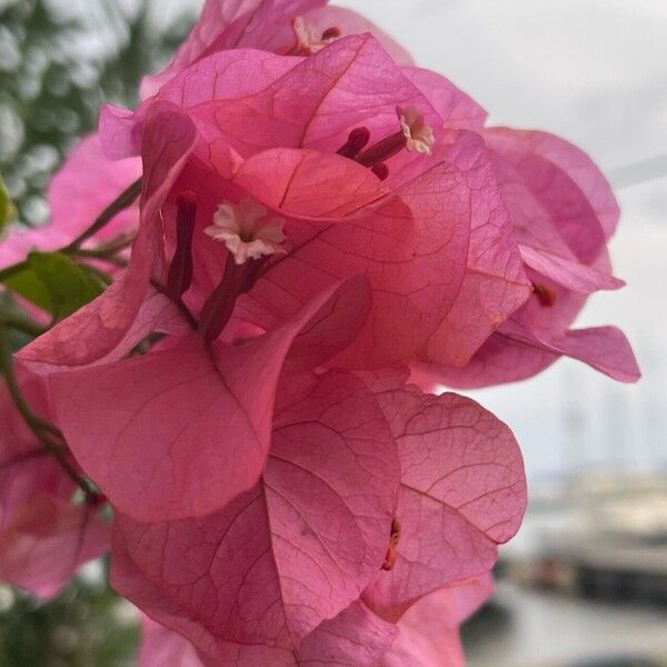 Bougainvillea × buttiana 花