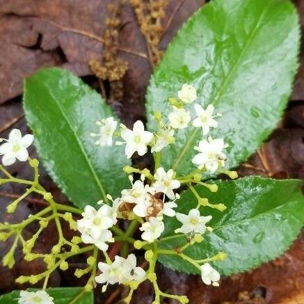 Viburnum rufidulum Blomst